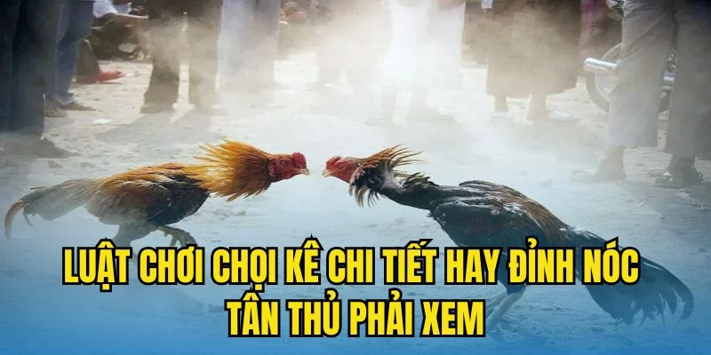 Luật chơi chọi kê chi tiết hay đỉnh nóc tân thủ phải xem