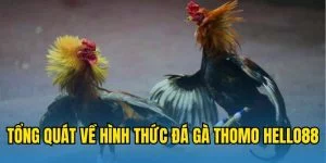 Tổng quát về hình thức đá gà Thomo Hubet