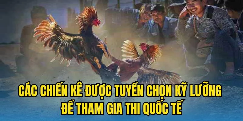 Các chiến kê được tuyển chọn kỹ lưỡng để tham gia thi quốc tế