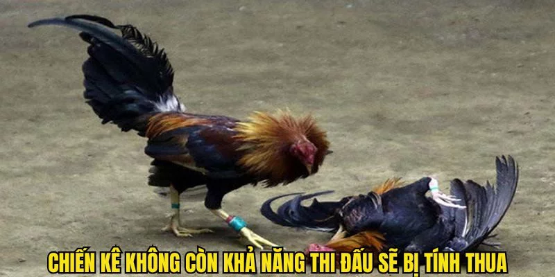 Chiến kê không còn khả năng thi đấu sẽ bị tính thua