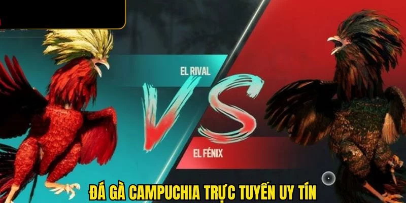 Chơi đá gà Cumpuchia trực tuyến uy tín tại HuBet
