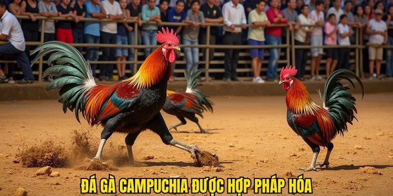 Đá gà Campuchia hoàn toàn hợp pháp