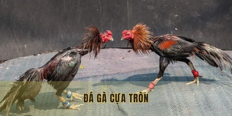 Đá Gà Cựa Tròn - Đấu Trường Giải Trí Đỉnh Cao Tại HUBET