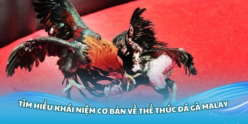 Thông tin cơ bản về đá gà Malaysia Hubet cần nắm vững