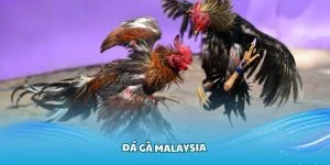 Đá Gà Malaysia Hubet - Sản Phẩm Cá Cược Hấp Dẫn Năm 2025