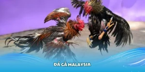 Đá Gà Malaysia Hubet - Sản Phẩm Cá Cược Hấp Dẫn Năm 2025