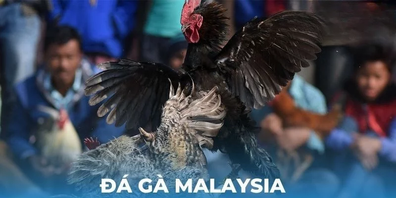 Cách chơi đá gà Malaysia dễ dàng tại nhà cái uy tín Hubet