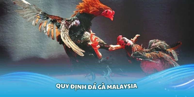 Luật chơi đá gà Malaysia Hubet dễ hiểu cho bet thủ tham gia