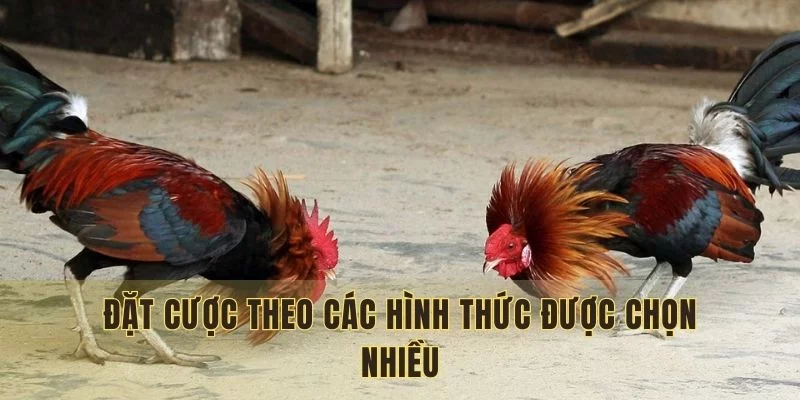Đặt cược theo các hình thức được chọn nhiều