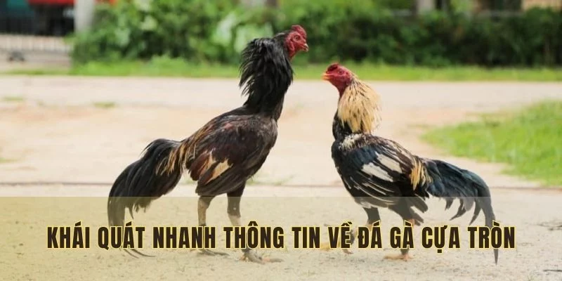 Khái quát nhanh thông tin về đá gà cựa tròn